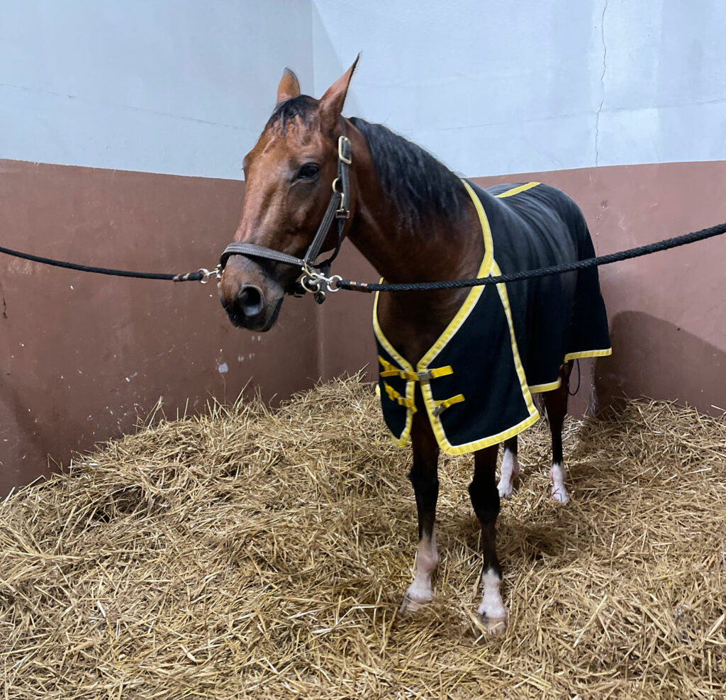 Tendinite cheval Physiovet