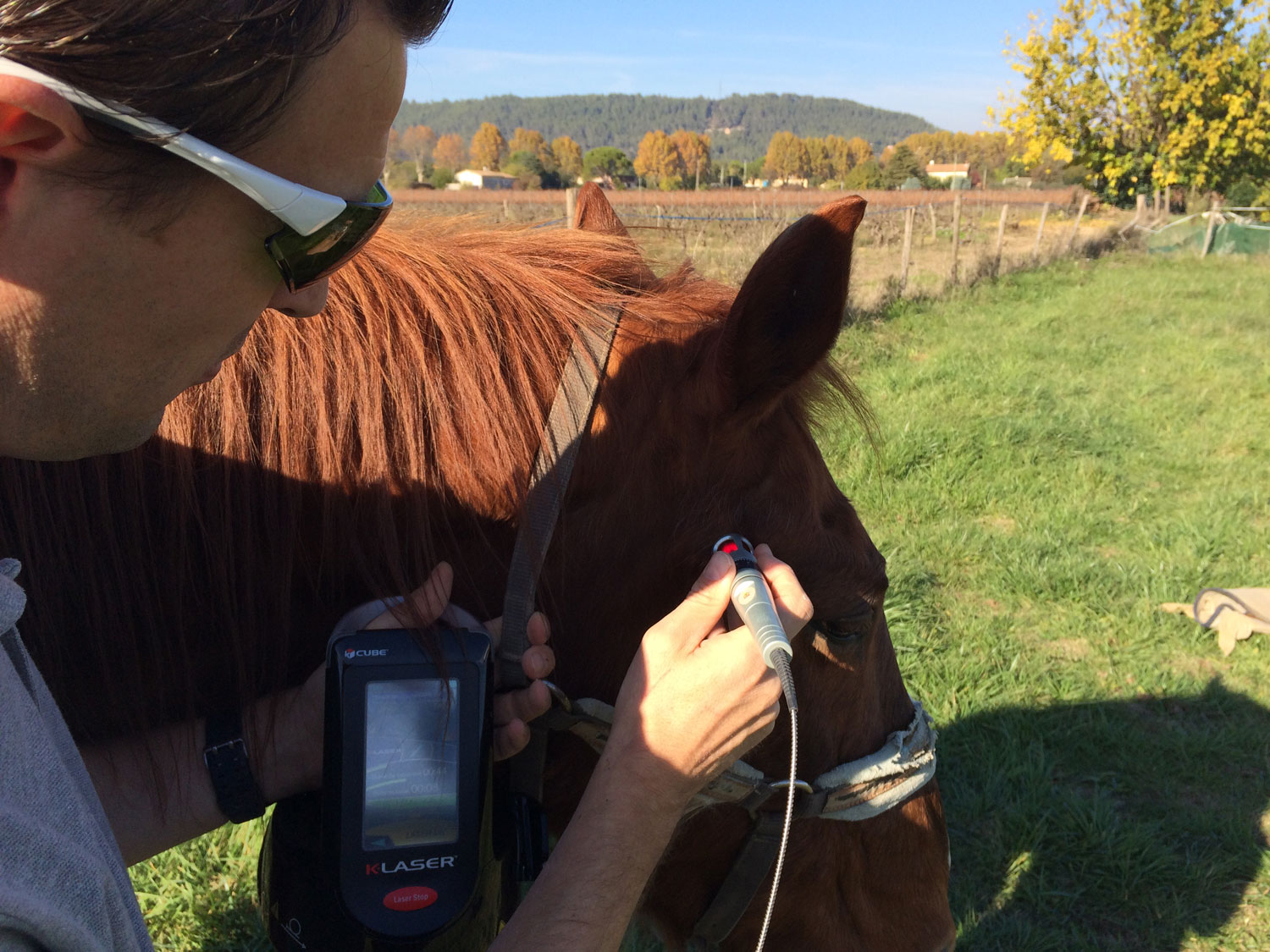 Laser thérapeutique chez les chiens et chevaux - Physiovet